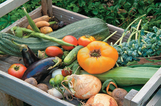 Vegetable Garden Design