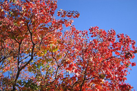 Autumn-Blog
