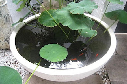 feng-shui-water-gardens