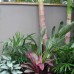 Tropical planting