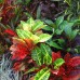 Colourful tropical planting design