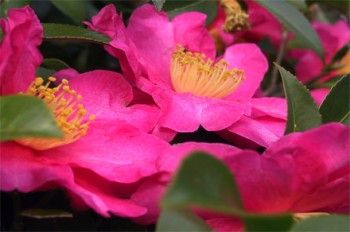 Camellia_sasanqua