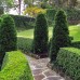 Formal buxus hedging