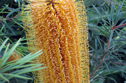 Ornamental-grasses