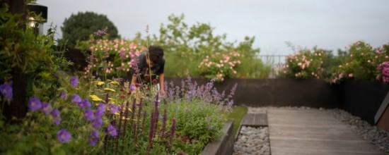 Rooftop garden design