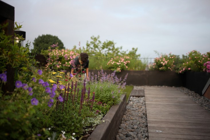 Rooftop garden design