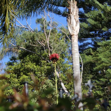 Gymea lily