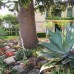 Garden design with succulents