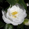 camellia