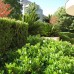 Formal garden hedging