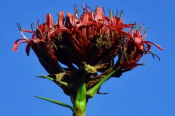 gymea-lily-2