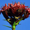 gymea-lily-2_0