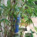 Courtyard bamboo planting