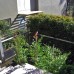 Syzigium hedging Northern Beaches