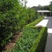 Formal buxus hedging