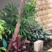 Courtyard planting