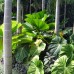 Tropical planting design