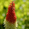 red-hot-poker-2