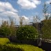 Rooftop deck and planting