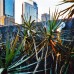 Architectural planting Inner City