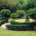 Formal buxus hedging